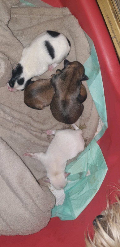 gumtree maltese puppies